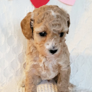 Poodle Puppy Honey Belle