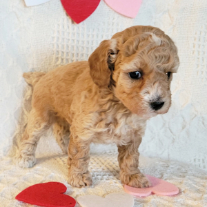 Poodle Puppy Honey Belle