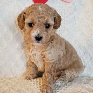 Poodle Puppy Honey Belle