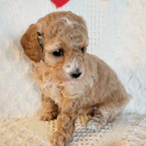 Poodle Puppy Honey Belle