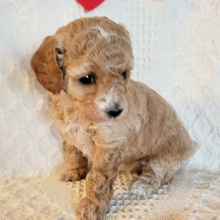 Poodle Puppy Honey Belle