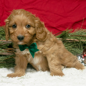 Cavapoo Puppy Ollie