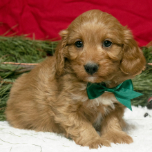 Cavapoo Puppy Ollie