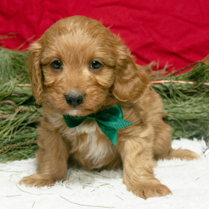 Cavapoo Puppy Ollie