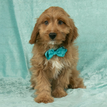 Cavapoo Puppy Ollie