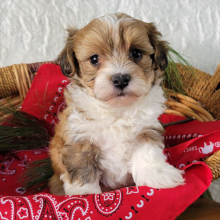 Havapoo Puppy Beamer
