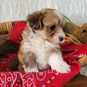 Havapoo Puppy Beamer