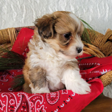 Havapoo Puppy Beamer