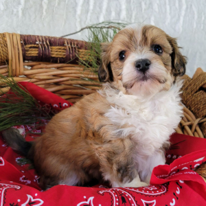 Havapoo Puppy Beamer