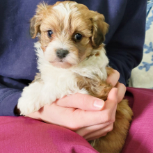 Havapoo Puppy Beamer