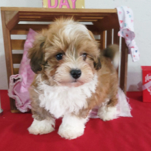Havapoo Puppy Beamer