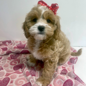 Cavapoo Puppy Kit
