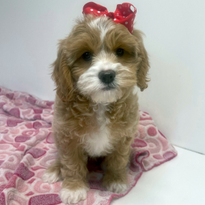 Cavapoo Puppy Kit
