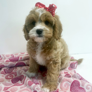 Cavapoo Puppy Kit