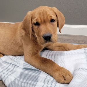 Labrador Retriever Puppy Rip