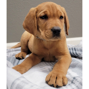 Labrador Retriever Puppy Rip