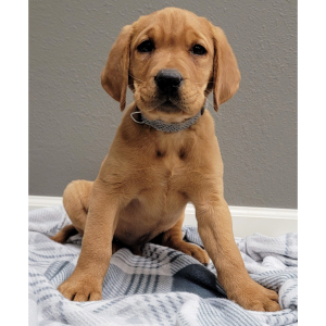 Labrador Retriever Puppy Rip