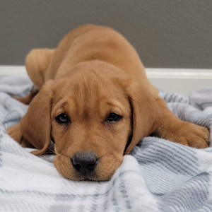 Labrador Retriever Puppy Rip