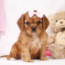 Cavalier King Charles Spaniel Puppy Tess