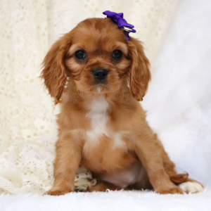Cavalier King Charles Spaniel Puppy Tess