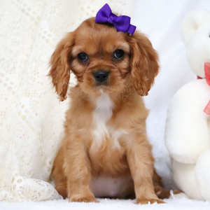 Cavalier King Charles Spaniel Puppy Tess