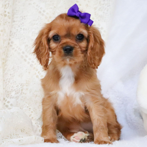 Cavalier King Charles Spaniel Puppy Tess