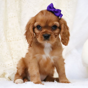 Cavalier King Charles Spaniel Puppy Tess