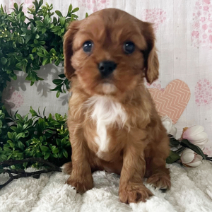 Cavalier King Charles Spaniel Puppy Jenny