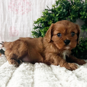 Cavalier King Charles Spaniel Puppy Jenny