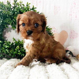Cavalier King Charles Spaniel Puppy Jenny
