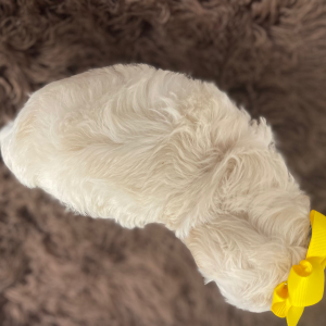 Maltipoo Puppy Angel