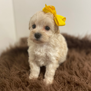 Maltipoo Puppy Angel