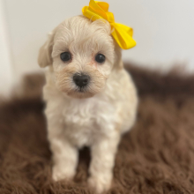 Maltipoo Puppy Angel