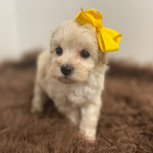 Maltipoo Puppy Angel