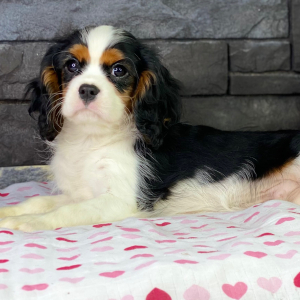 Cavalier King Charles Spaniel Puppy Tyson