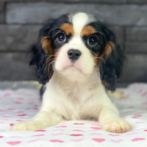 Cavalier King Charles Spaniel Puppy Tyson