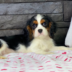 Cavalier King Charles Spaniel Puppy Tyson