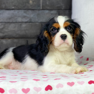 Cavalier King Charles Spaniel Puppy Tyson