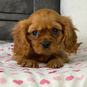 Cavalier King Charles Spaniel Puppy Torro
