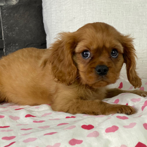 Cavalier King Charles Spaniel Puppy Torro