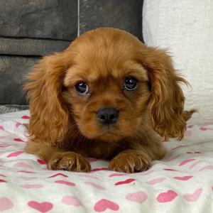 Cavalier King Charles Spaniel Puppy Torro