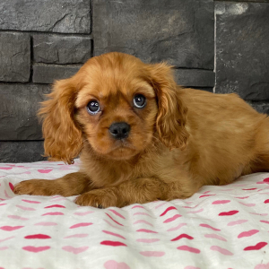 Cavalier King Charles Spaniel Puppy Torro