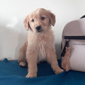 Golden Retriever Puppy Coby