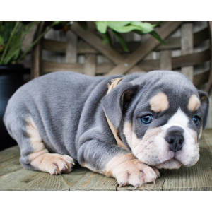 Bulldog Puppy Finn