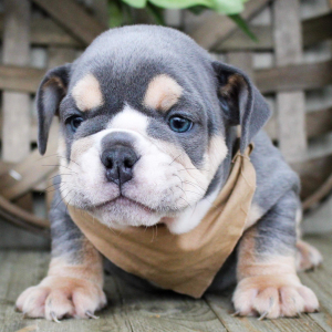 Bulldog Puppy Finn
