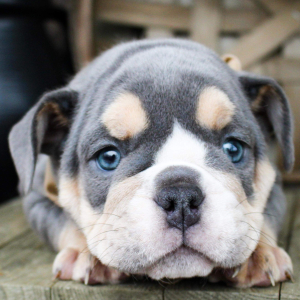 Bulldog Puppy Finn