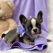 French Bulldog Puppy River