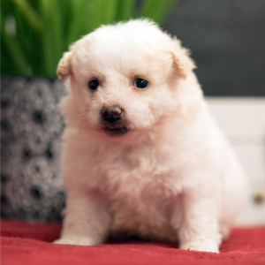 Bichonpoo Puppy Tracker