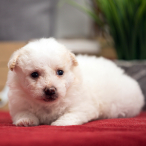 Bichonpoo Puppy Tracker