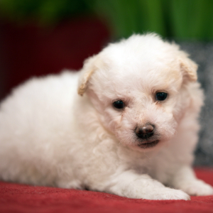 Bichonpoo Puppy Tracker